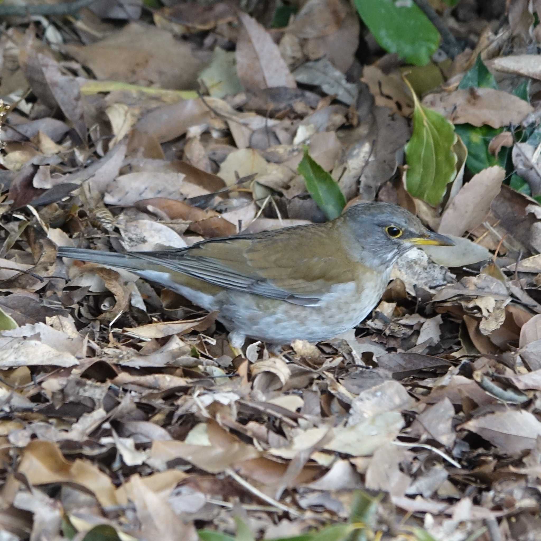 Pale Thrush