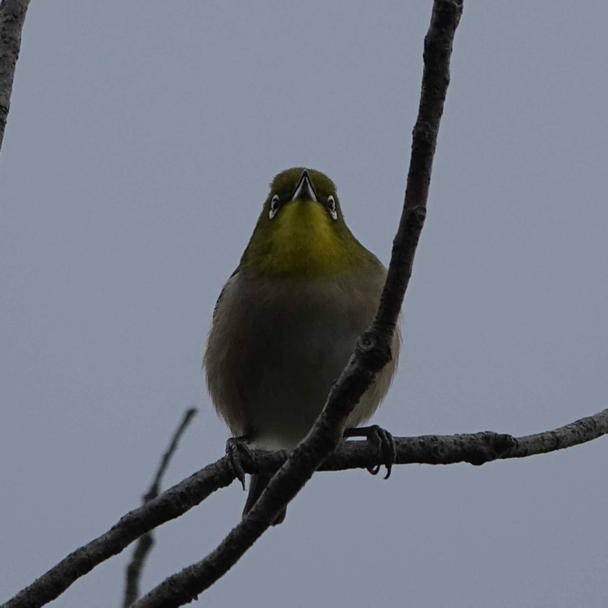 Warbling White-eye