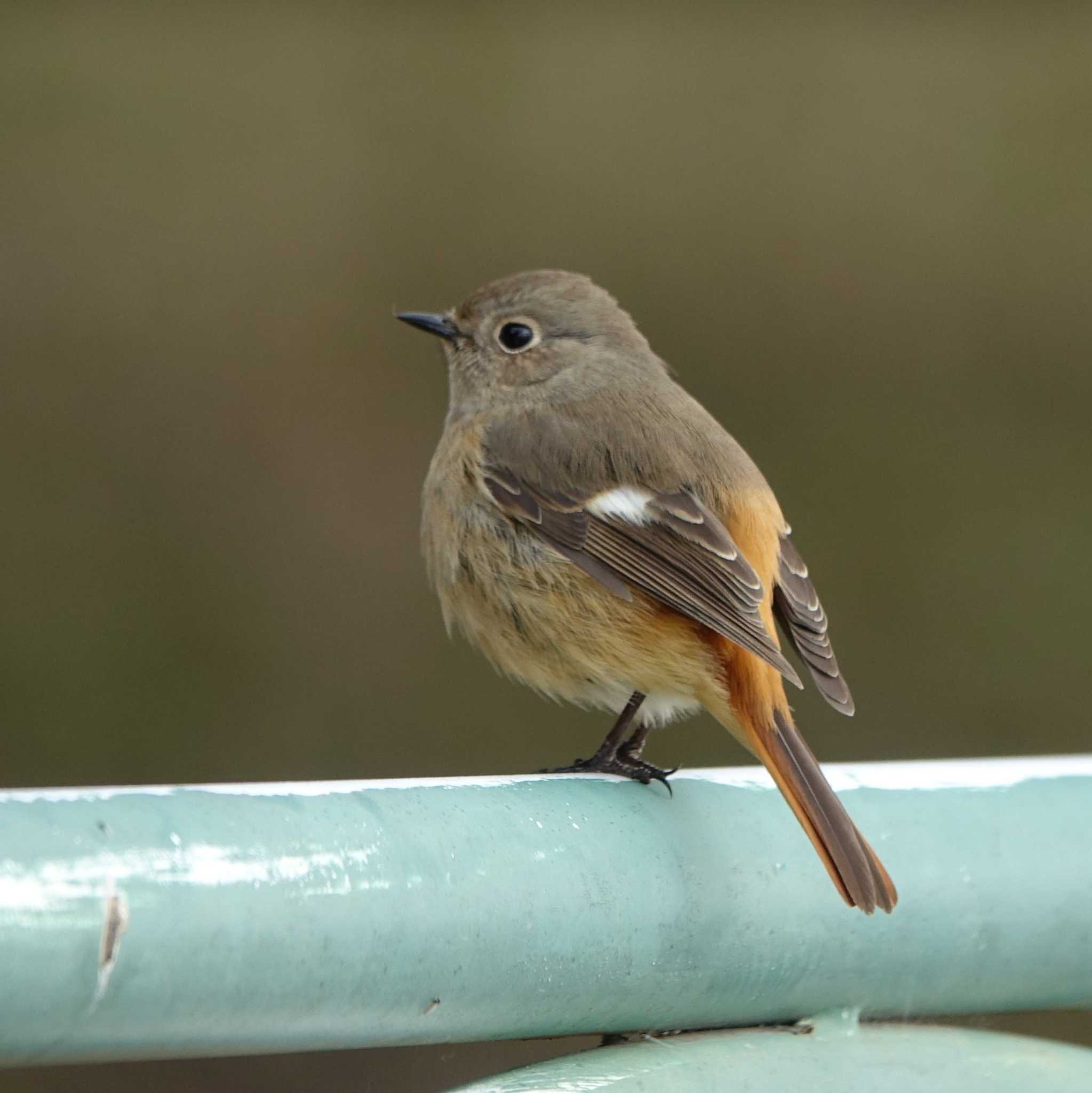 Daurian Redstart