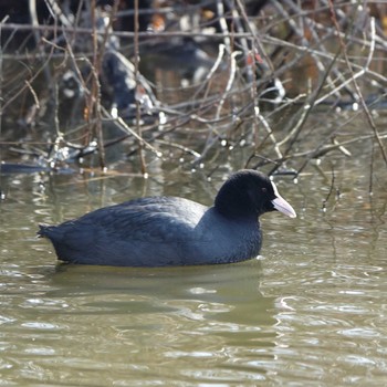 オオバン 守山みさき自然公園 2021年2月24日(水)