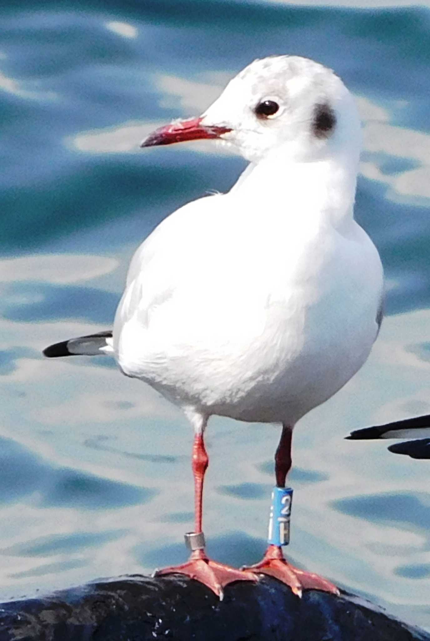 ユリカモメ