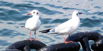 2021年3月26日(金) 山下公園の野鳥観察記録