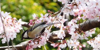 Japanese Tit 関口芭蕉庵 Fri, 3/19/2021