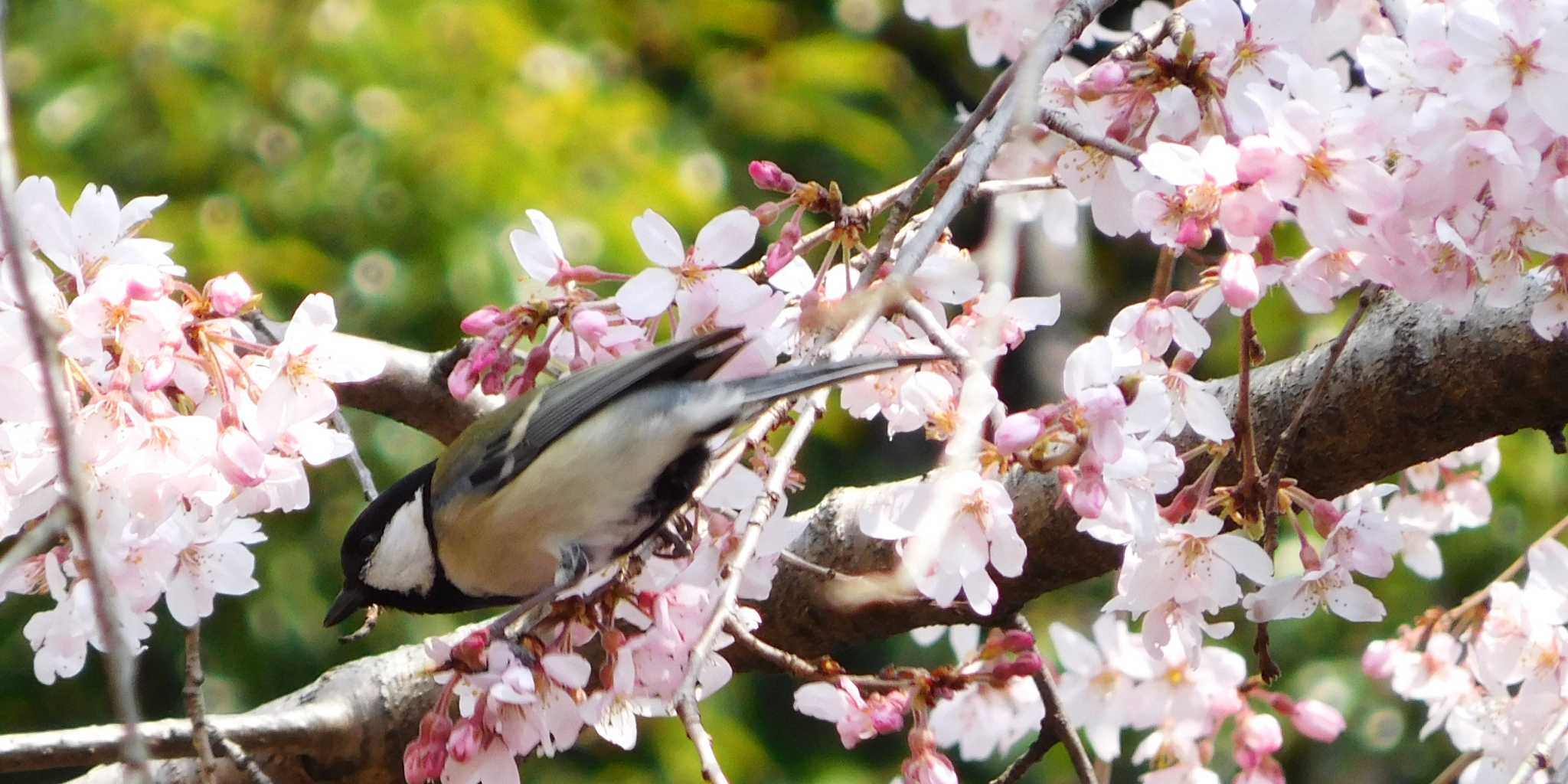 Photo of Japanese Tit at 関口芭蕉庵 by FUJICAZC1000