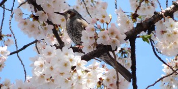 Brown-eared Bulbul Shinjuku Gyoen National Garden Mon, 3/29/2021