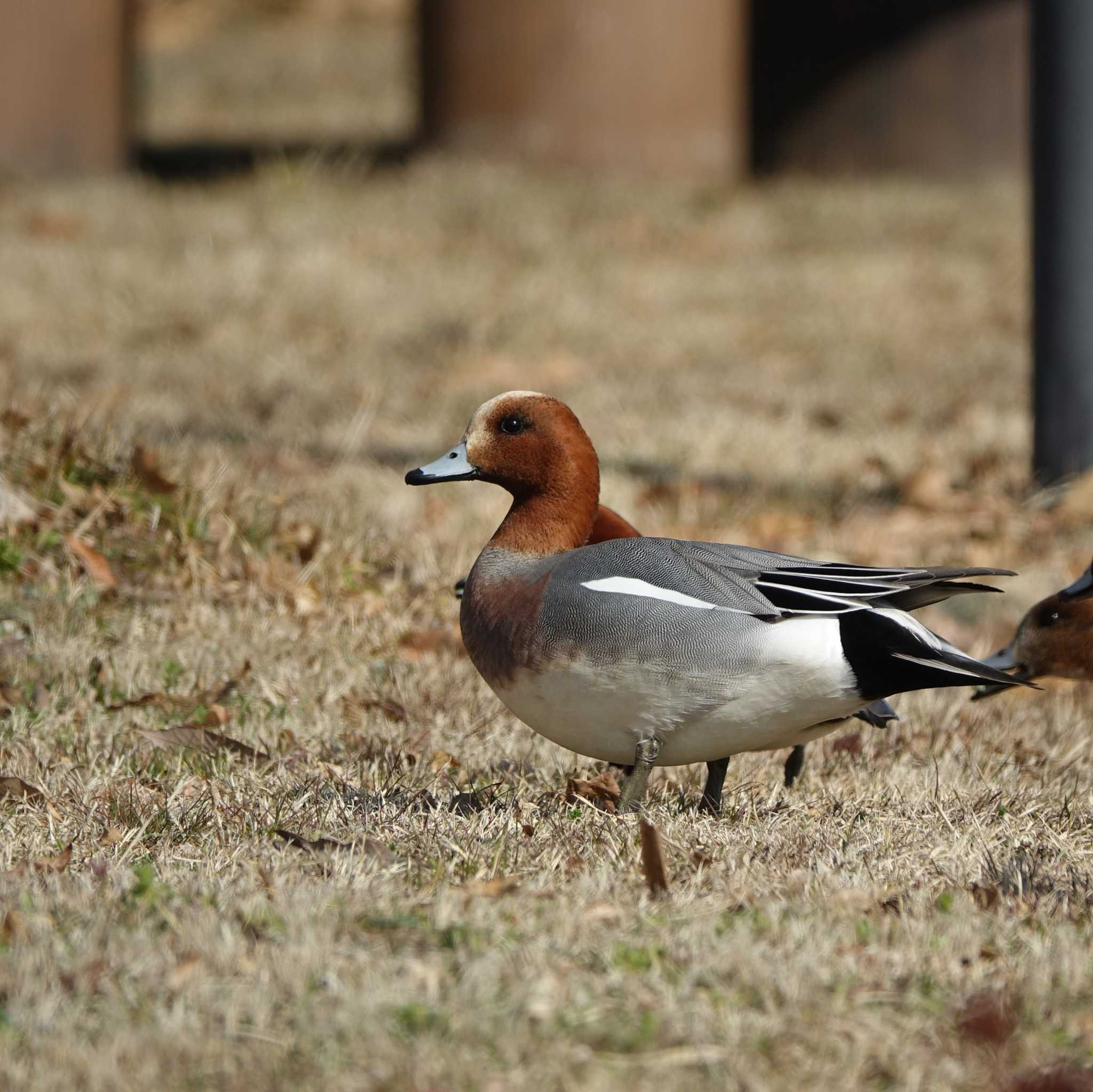 Photo of Eurasian Wigeon at 守山みさき自然公園 by bmont520