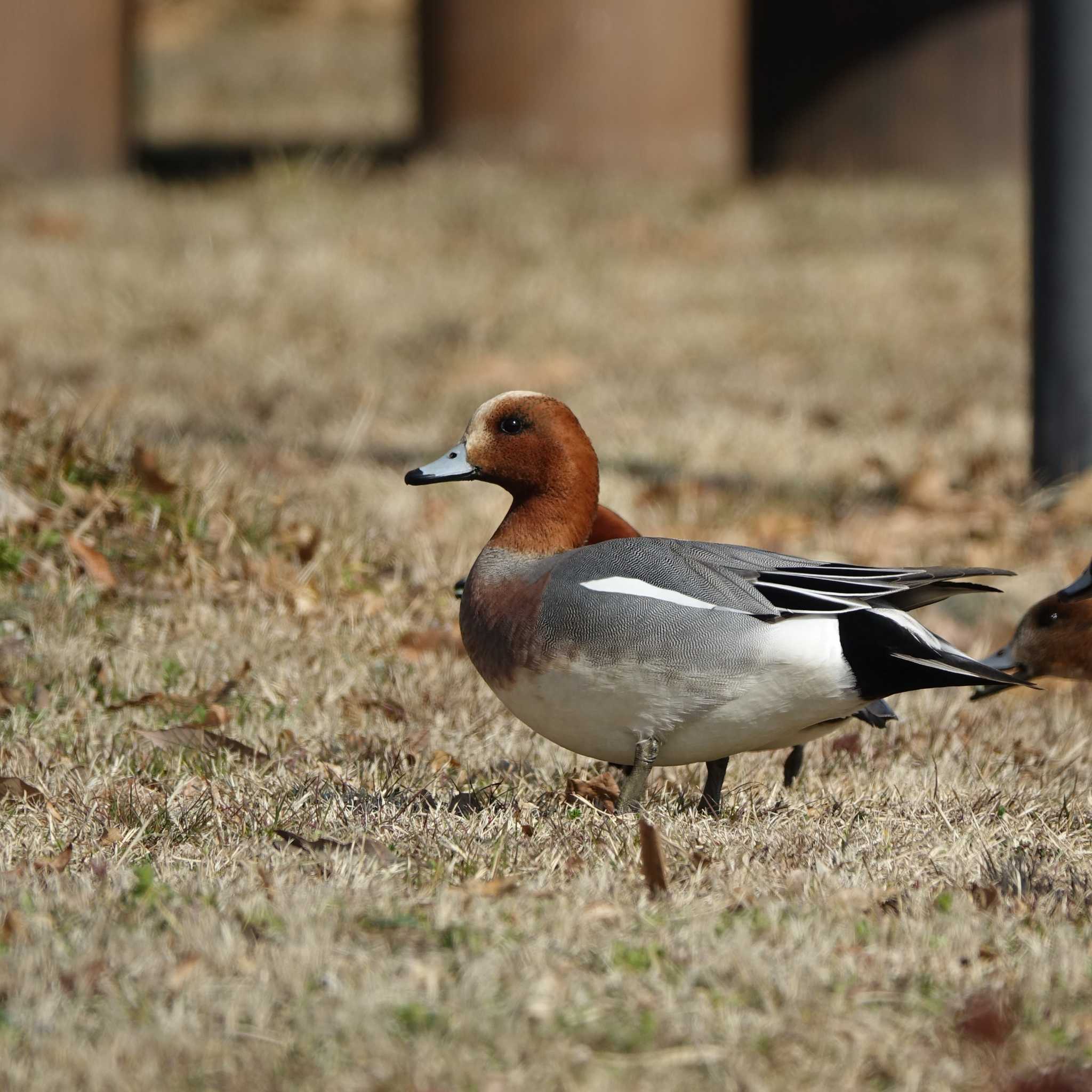 Eurasian Wigeon