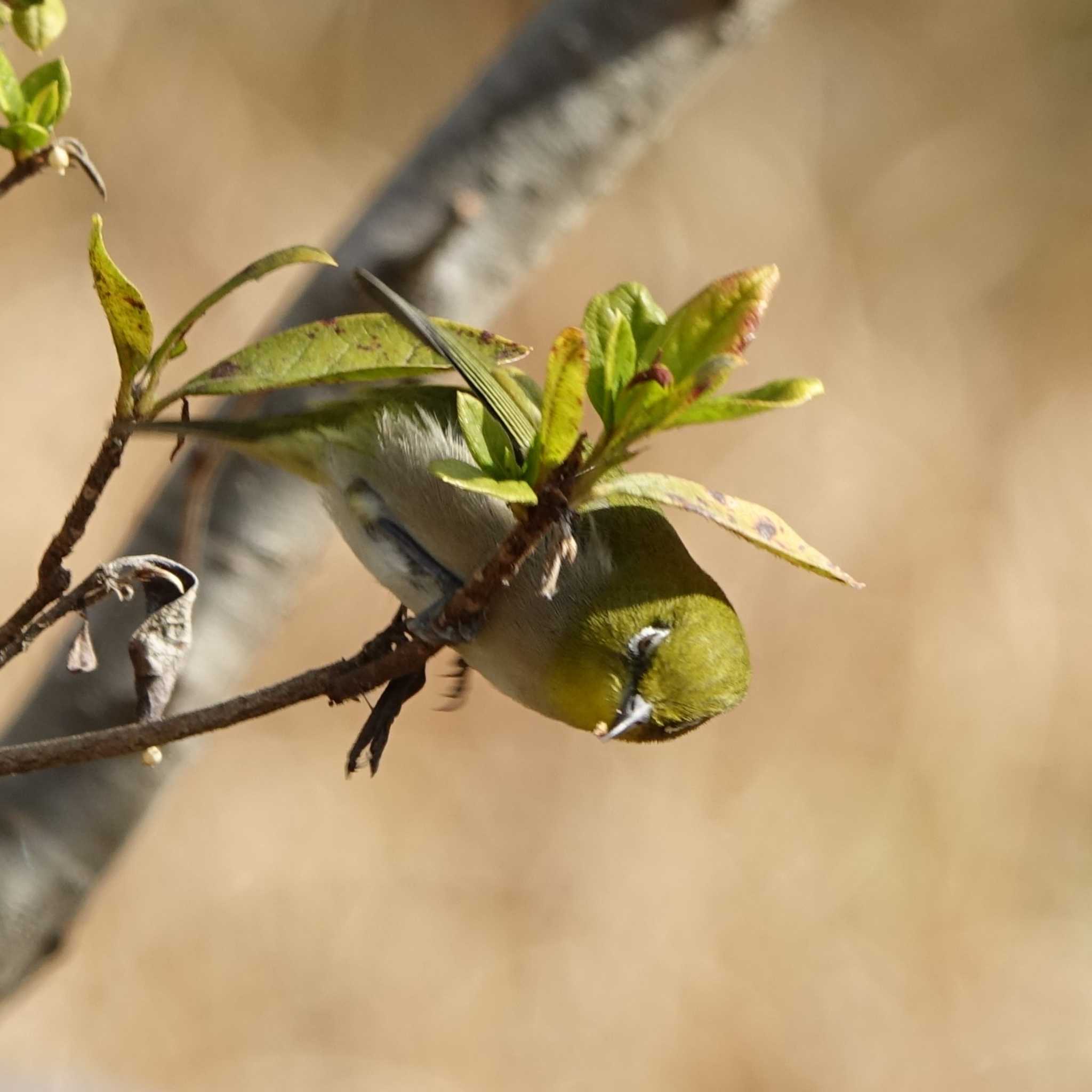 Warbling White-eye