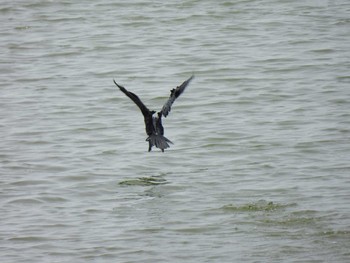 Little Cormorant Thale Ban National Park周辺, Satun Mon, 3/22/2021