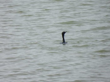 Little Cormorant Thale Ban National Park周辺, Satun Mon, 3/22/2021