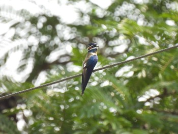 Mon, 3/22/2021 Birding report at Thale Ban National Park周辺, Satun