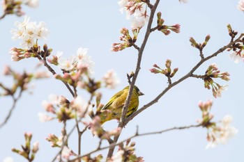 カワラヒワ 服部緑地 2021年3月30日(火)