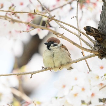 スズメ 服部緑地 2021年3月30日(火)