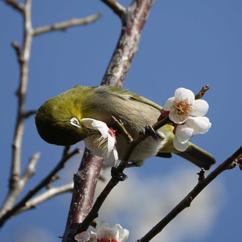 2021年3月1日(月) びわこ文化公園の野鳥観察記録