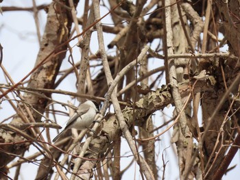 2021年3月30日(火) 野幌森林公園の野鳥観察記録