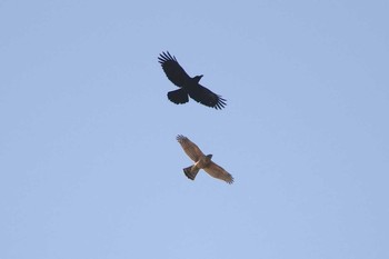 Eurasian Goshawk Kasai Rinkai Park Sun, 1/22/2017