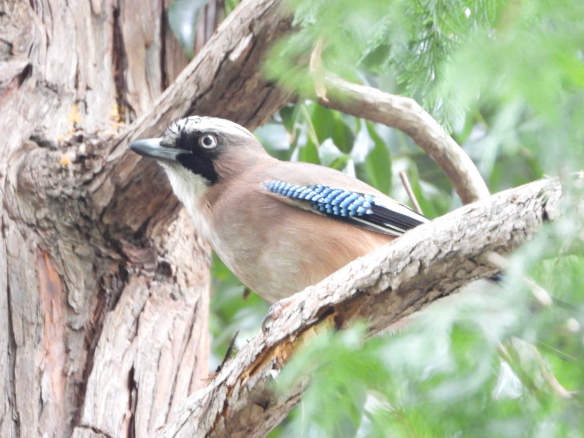 Eurasian Jay