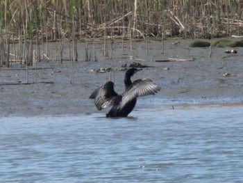 Great Cormorant 六郷土手緑地 Tue, 3/23/2021