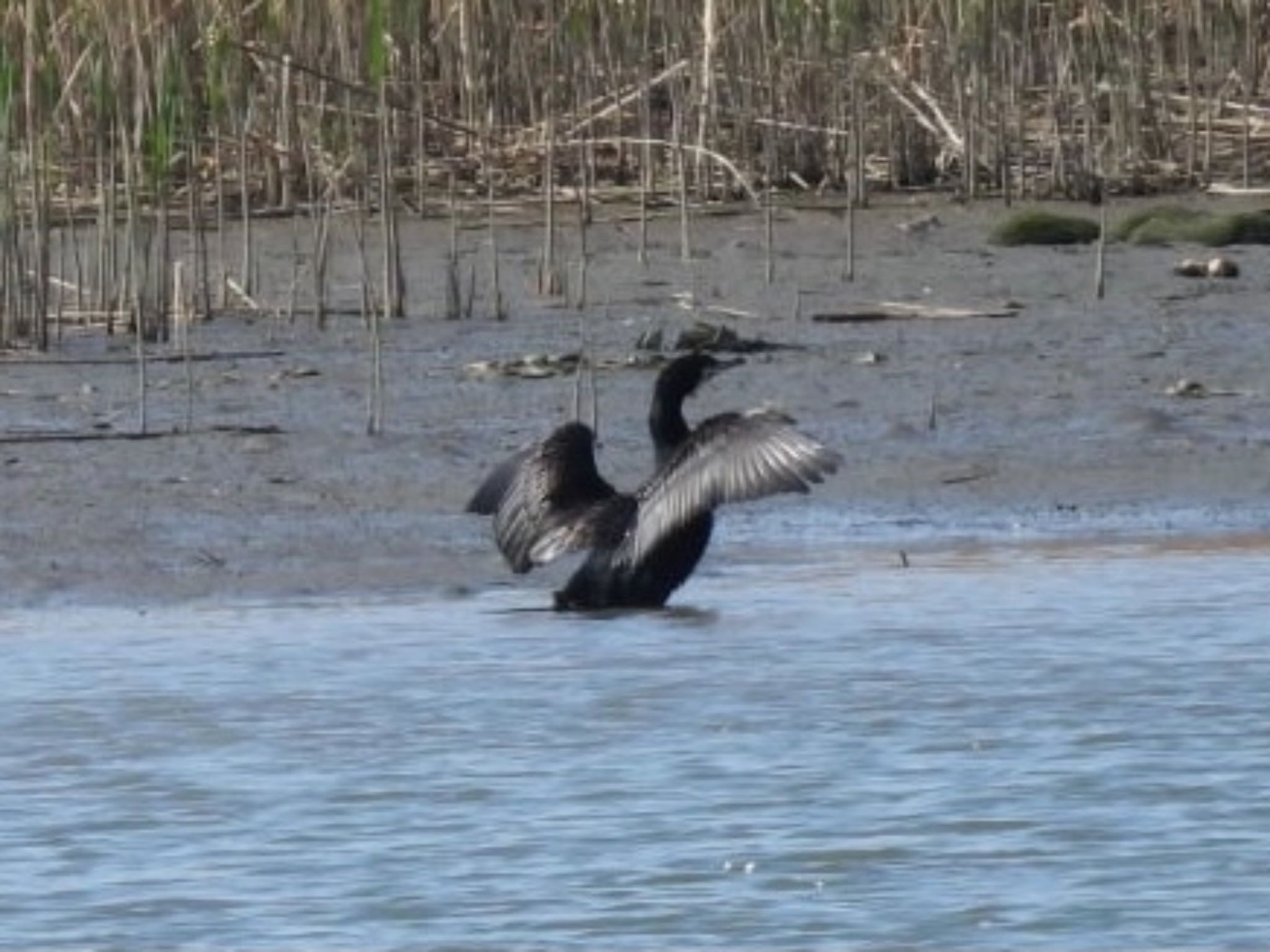 Photo of Great Cormorant at 六郷土手緑地 by miim