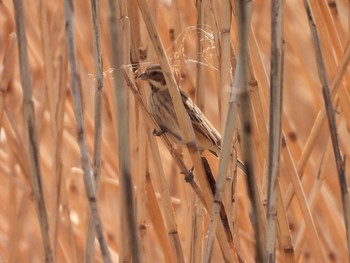 Common Reed Bunting 六郷土手緑地 Tue, 3/23/2021