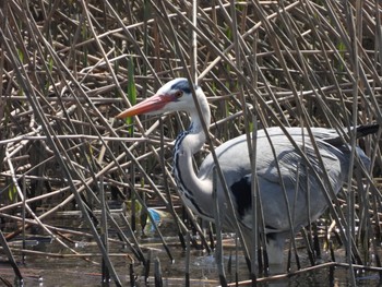 Grey Heron 六郷土手緑地 Tue, 3/23/2021