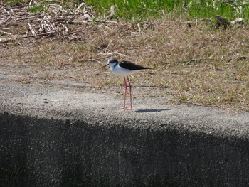 Black-winged Stilt 六郷土手緑地 Tue, 3/23/2021