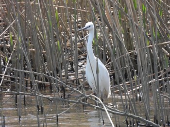 Little Egret 六郷土手緑地 Tue, 3/23/2021