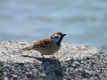 Eurasian Tree Sparrow 六郷土手緑地 Tue, 3/23/2021