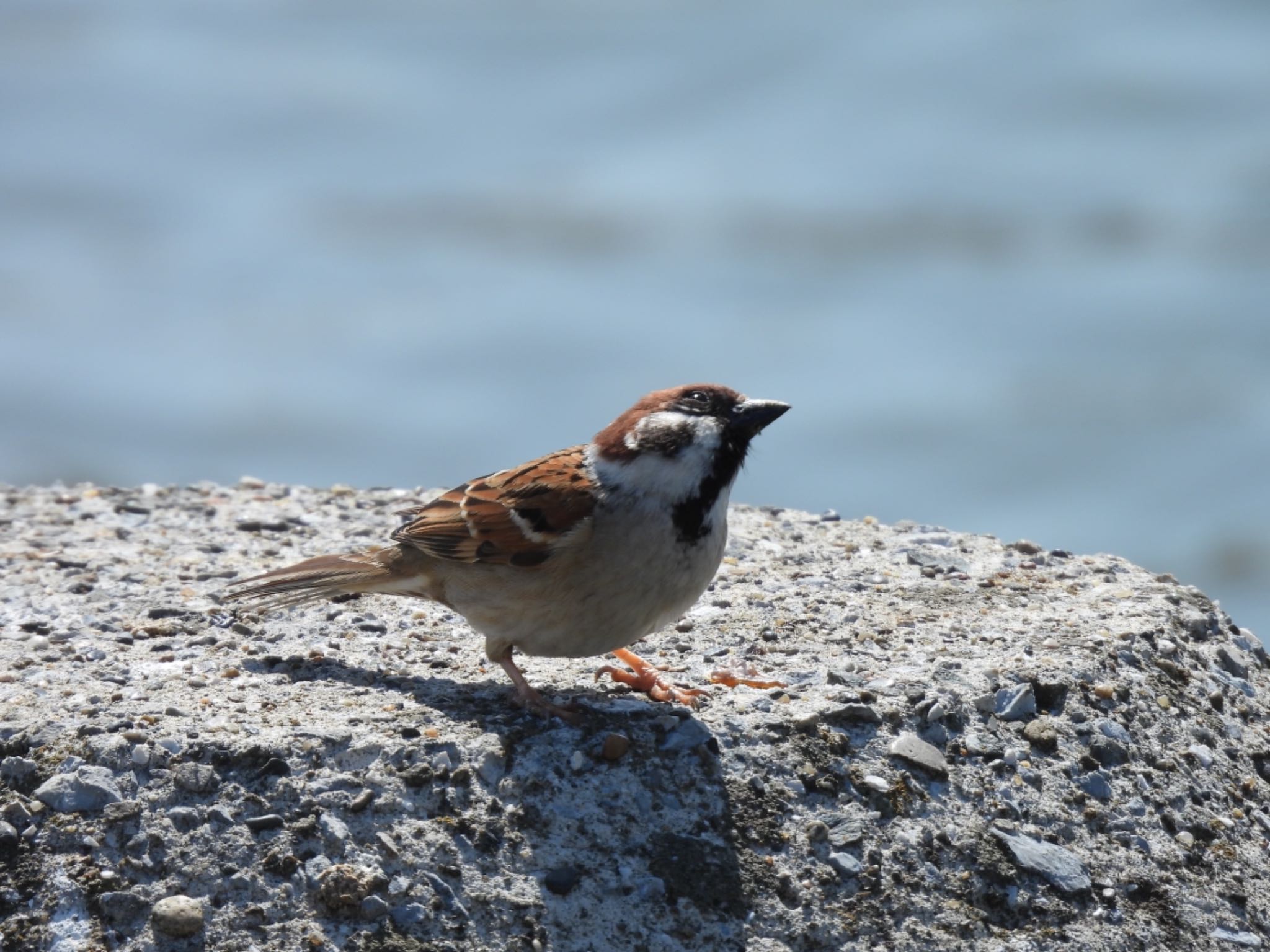 Eurasian Tree Sparrow