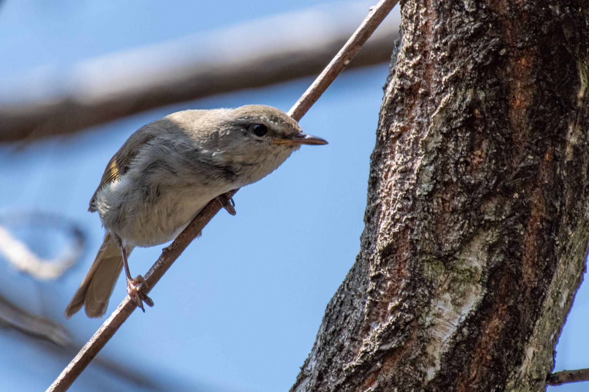 Japanese Bush Warbler