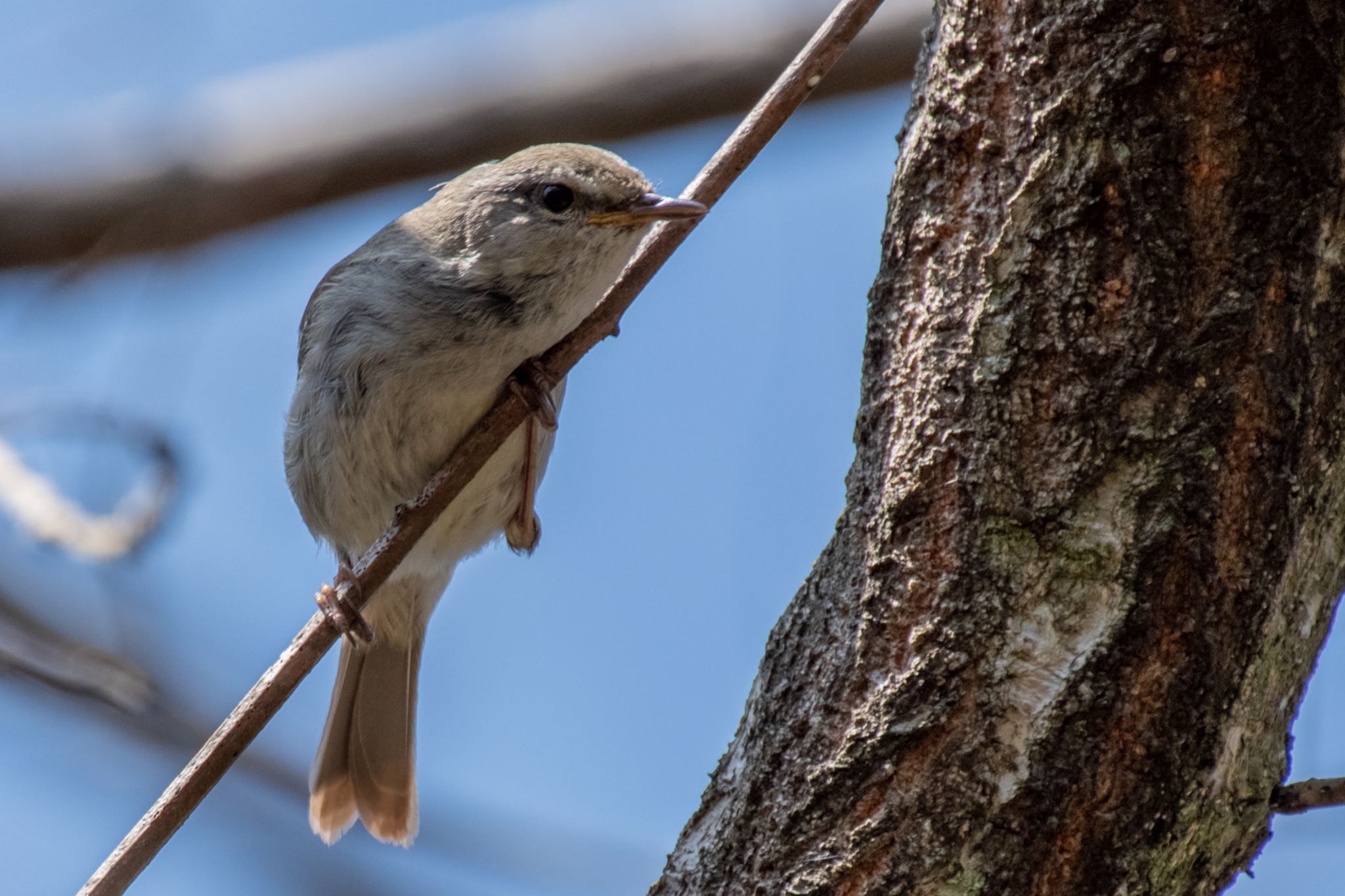 Japanese Bush Warbler