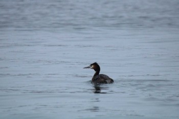 Great Crested Grebe 十勝地方 十勝川河口周辺 Sun, 3/28/2021