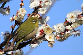 メジロ 葛西臨海公園 2017年1月22日(日)