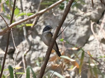 Fri, 3/26/2021 Birding report at 甲山森林公園