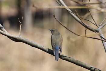 ルリビタキ 甲山森林公園 2021年3月27日(土)