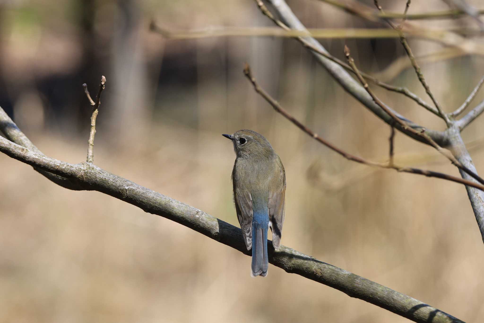 Red-flanked Bluetail