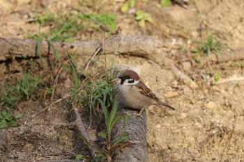 Eurasian Tree Sparrow 甲山森林公園 Sat, 3/27/2021