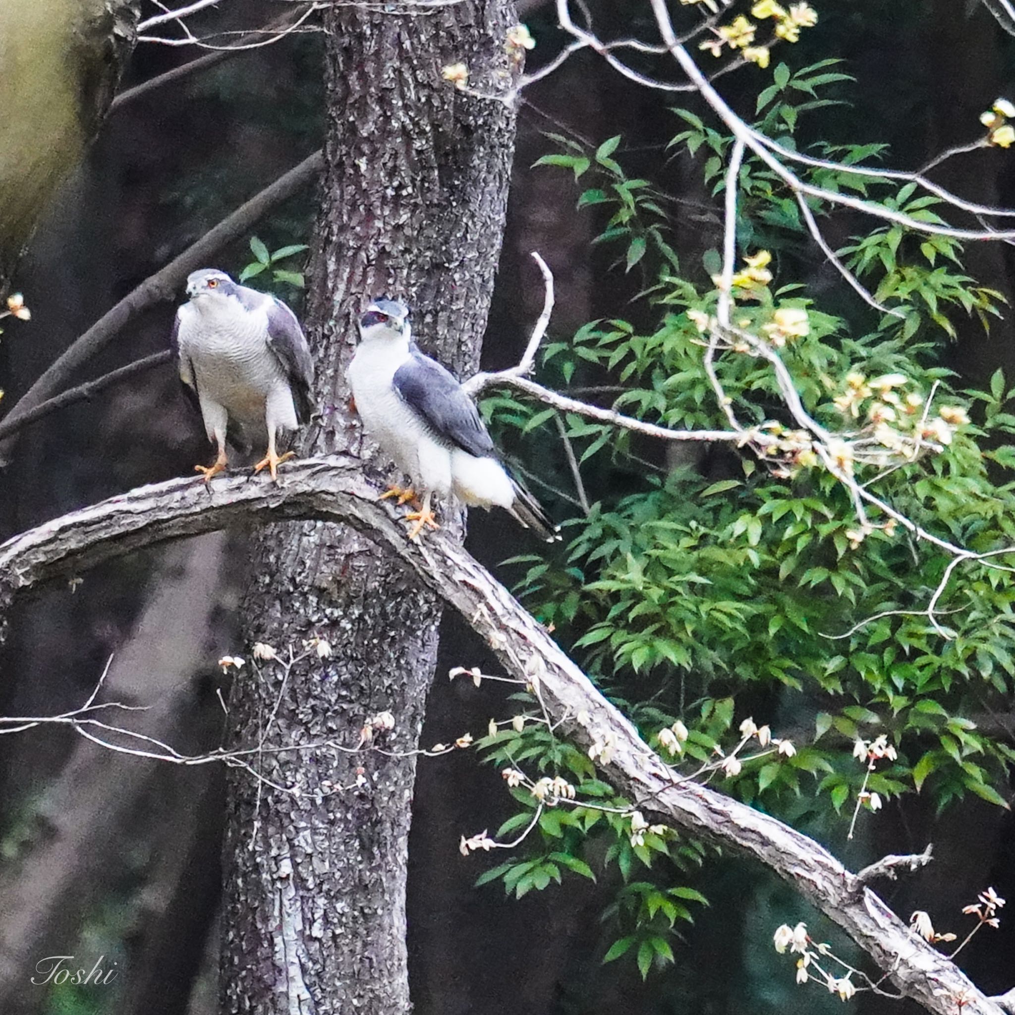 座間谷戸山公園 オオタカの写真 by アニパパ