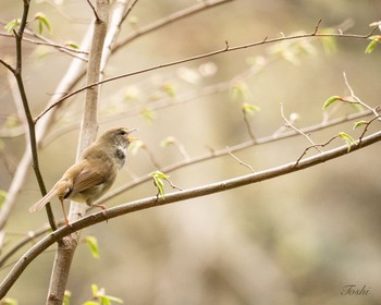 ウグイス 座間谷戸山公園 2021年3月28日(日)