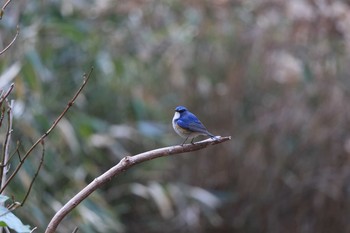 Red-flanked Bluetail 再度山 Sun, 2/28/2021