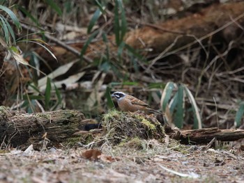 Meadow Bunting 再度山 Sun, 2/28/2021