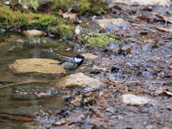 Coal Tit 再度山 Sun, 2/28/2021