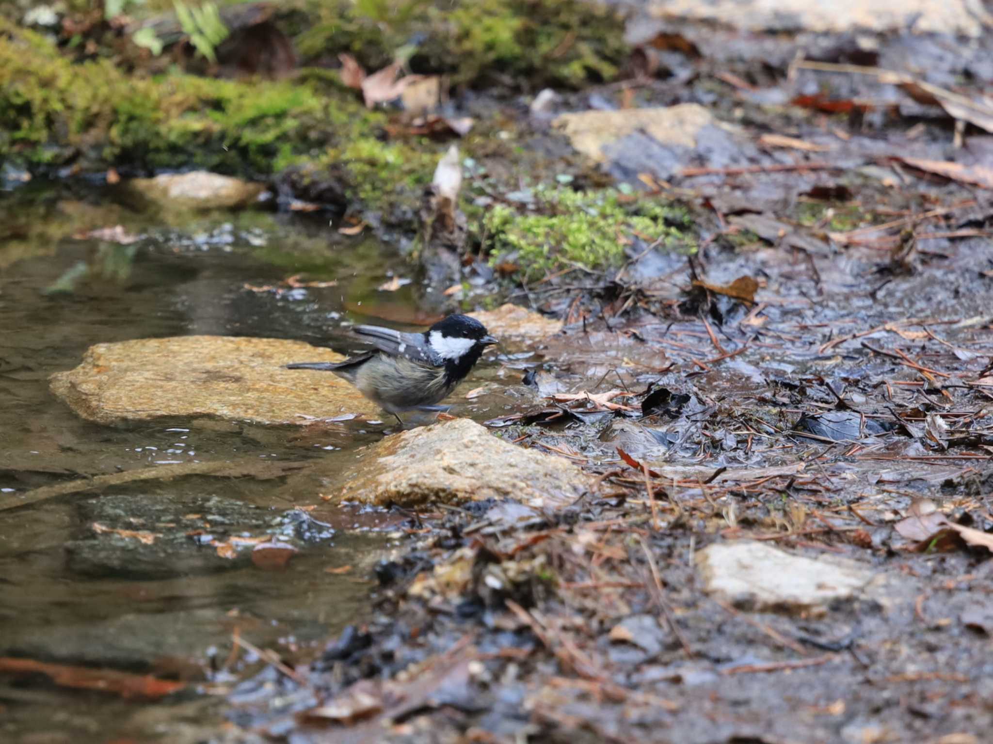 Photo of Coal Tit at 再度山 by かず