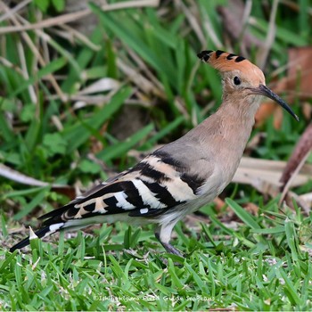 2021年3月5日(金) 石垣島の野鳥観察記録