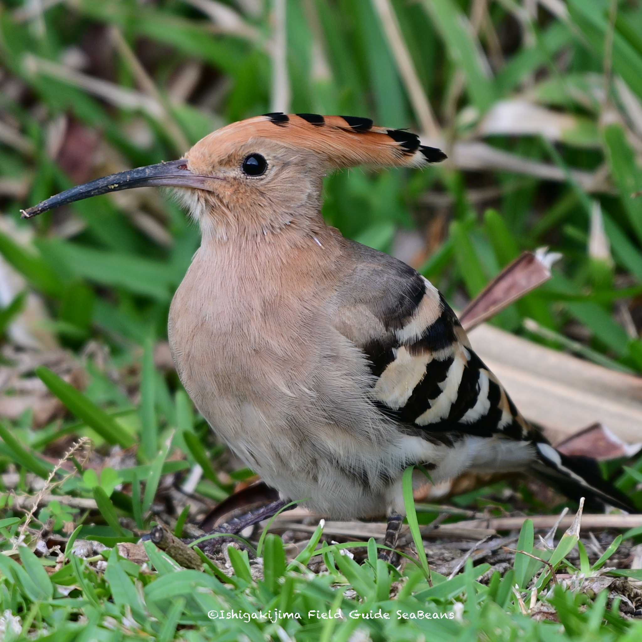 Photo of Eurasian Hoopoe at Ishigaki Island by 石垣島バードウオッチングガイドSeaBeans