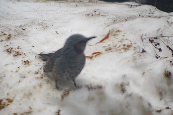 2021年3月30日(火) 自宅庭の野鳥観察記録