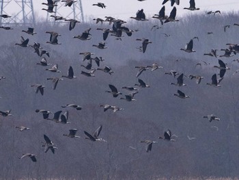 2021年3月14日(日) ウトナイ湖の野鳥観察記録