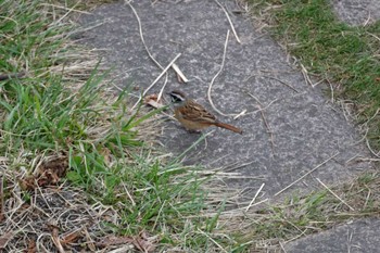 Meadow Bunting 菜の花台 Sat, 3/28/2015