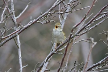 ウグイス 菜の花台 2015年3月28日(土)