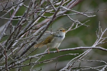 Japanese Bush Warbler 菜の花台 Sat, 3/28/2015